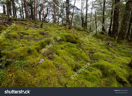 A Wabi-Sabi Approach To Life, OR Appreciating Moss Covered Pocketbooks In The&nbsp;Woods