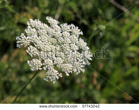 Queen Anne’s Lace and violent outbursts of&nbsp;energy