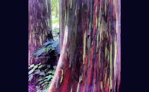 Rainbow-Eucalyptus-shed-patches-of-bark-at-different-times-throughout-the-year