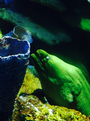 moray3
