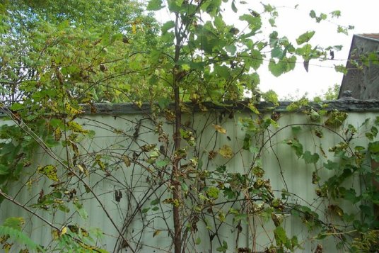 45441_1372582315415_713238_n