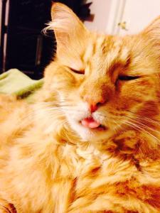 1904109_10203068093484062_2032122741789479984_n