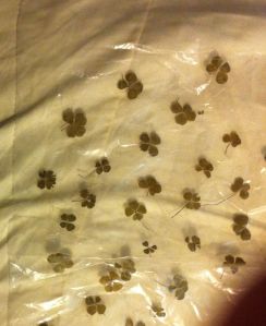 894846_4658068050505_762867624_o