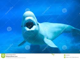 Delphinapterus Leucas in a Small&nbsp;Town