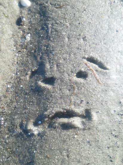 Resisting The Horrifying Gib Gnab! Be an Active Pareidolian&nbsp;Today!