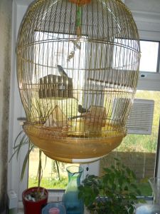 zebra-finch-for-sale-with-cage-532468d427216