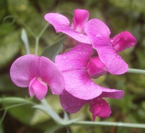 sweet-pea-flowers-13