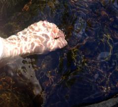 reflectionMassfootdoginwater