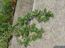 purslane-and-sidewalk