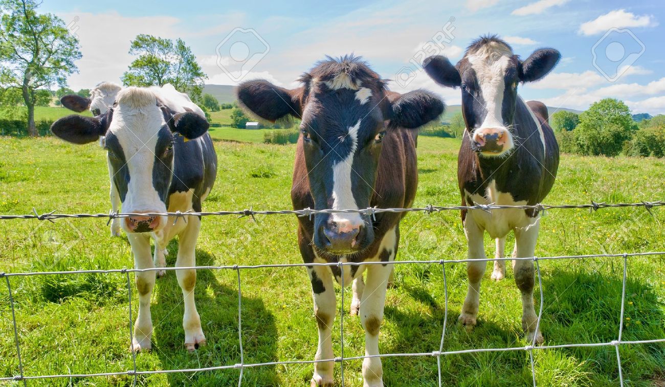 9928533-Three-curious-cows-standing-behind-a-barbed-wire-fence--Stock-Photo