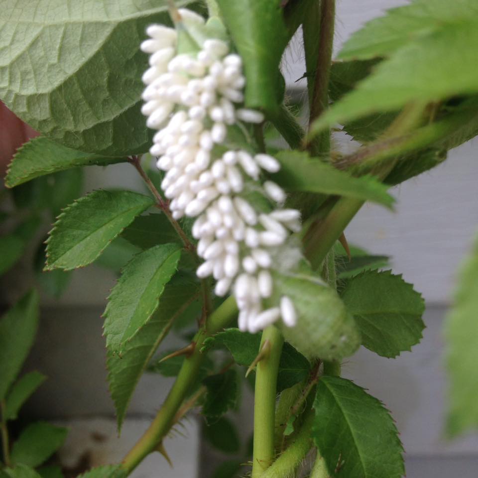 14089137_10207303522967152_9020644480973865256_n