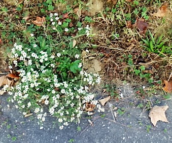 daisiesindriveway