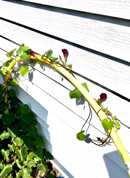 hulahoopmorningglories2017