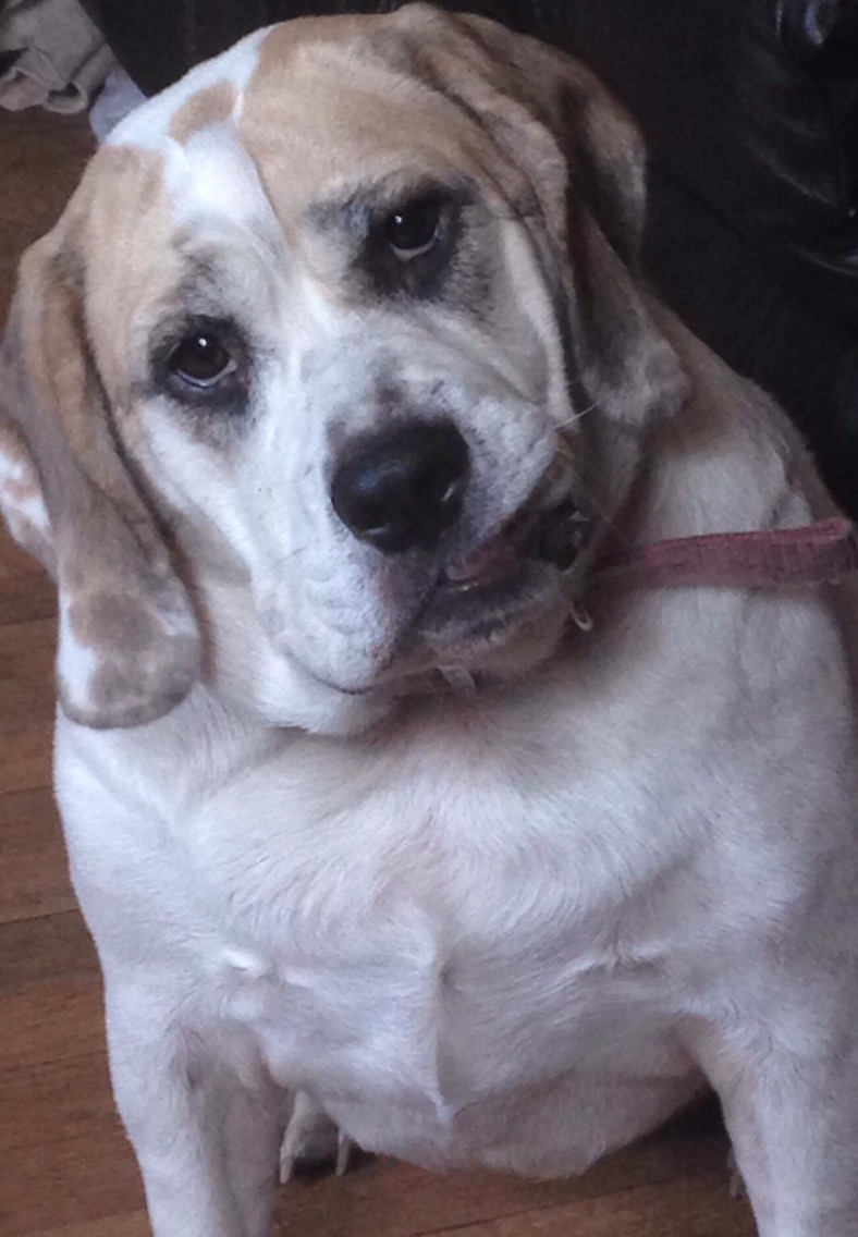 Unconditionally Loving Dogs and&nbsp;Cats