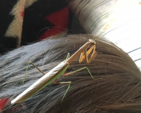 mantisgrownbrownjershead