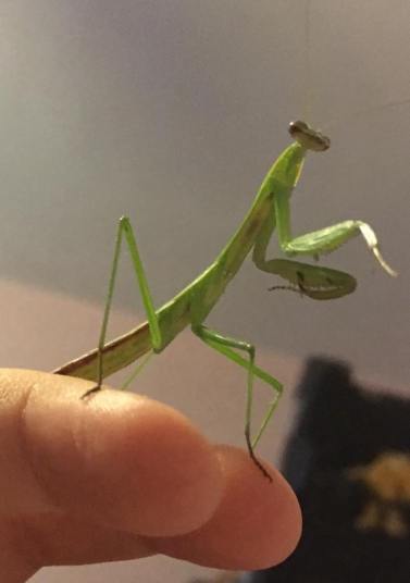 mantisyounggreen