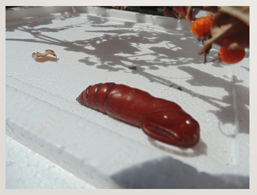 pupa