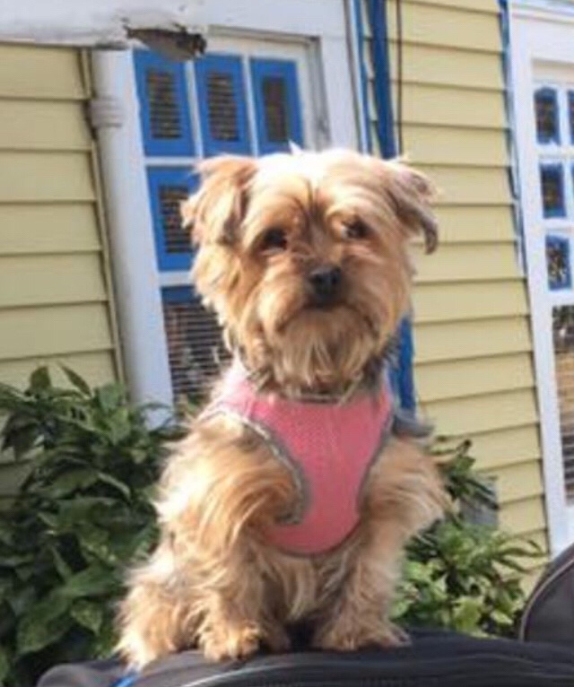 (UPDATE: she was found) Help Find Daisy-lost in New Orleans