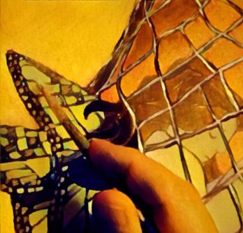 16684123_282204635531473_7034304378265227120_n