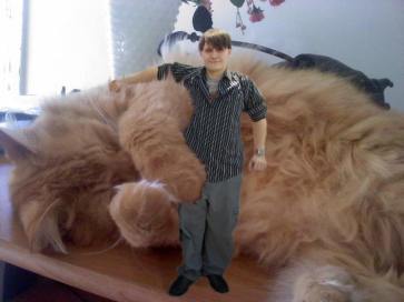 15726297_607493089459111_4585566829866596232_n